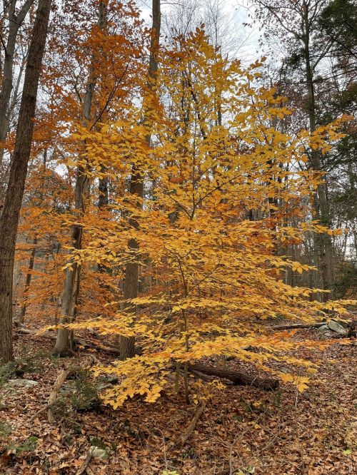 A vibrant yellow tree stands among autumn foliage in a wooded area, surrounded by brown leaves and tall trees.