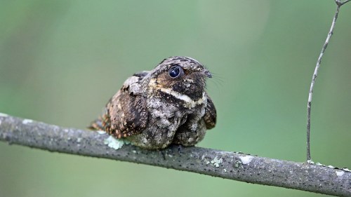 A small, camouflaged bird perched on a branch, blending into its green surroundings.