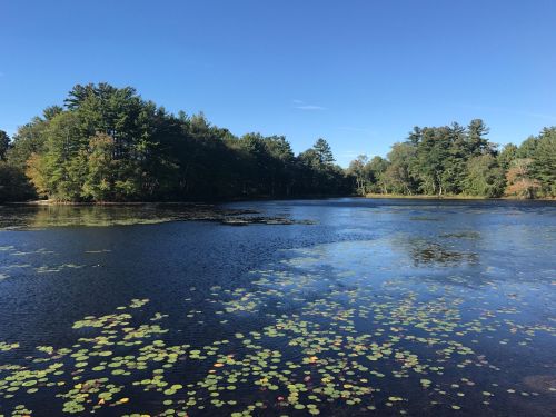 A serene lake surrounded by trees, with lily pads floating on the water under a clear blue sky.