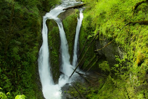 A serene waterfall cascades through lush green foliage, surrounded by moss-covered rocks and fallen trees.