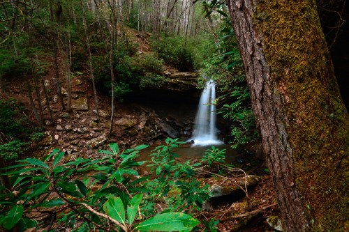 A serene waterfall cascades into a rocky pool, surrounded by lush greenery and tall trees in a tranquil forest setting.