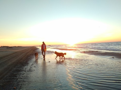 A person walks two dogs along a beach at sunset, with the sun setting over the water in the background.