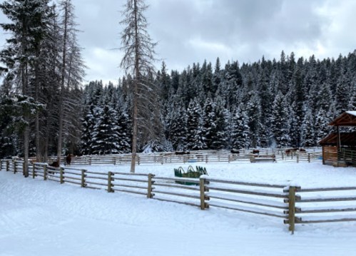 A snowy landscape with a wooden fence, pine trees, and a stable in the background. Horses are visible in the enclosure.