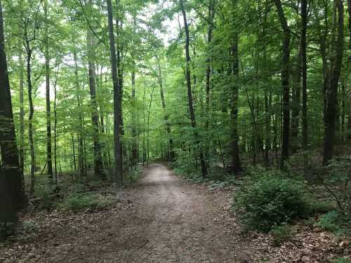 A serene forest path surrounded by lush green trees and foliage, inviting exploration and tranquility.