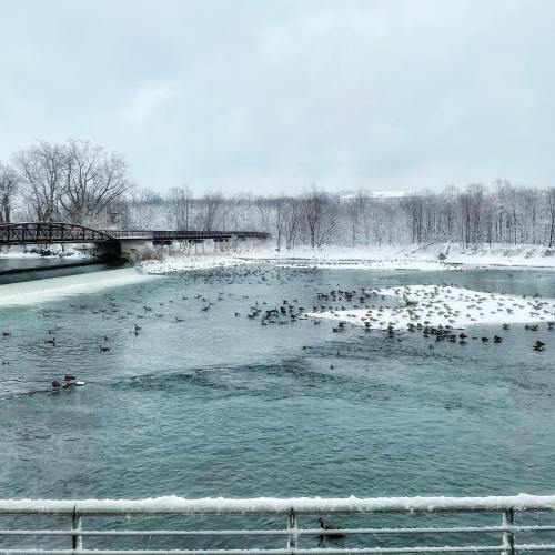 A snowy river scene with ducks swimming and a bridge in the background, surrounded by bare trees.