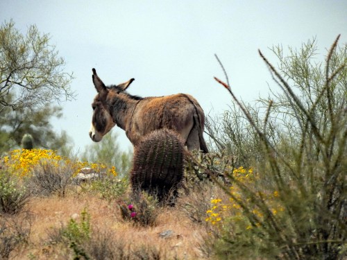 A donkey stands in a desert landscape, surrounded by cacti and wildflowers under a cloudy sky.