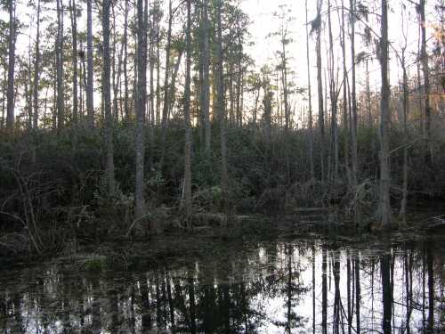 A serene swamp scene with tall trees reflecting in still water, surrounded by lush greenery and soft evening light.