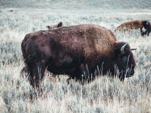 A bison grazing in a grassy field, surrounded by sparse vegetation and other bison in the background.