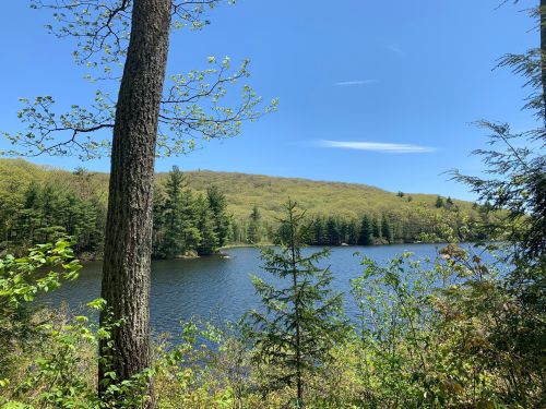 A serene lake surrounded by lush greenery and trees under a clear blue sky.