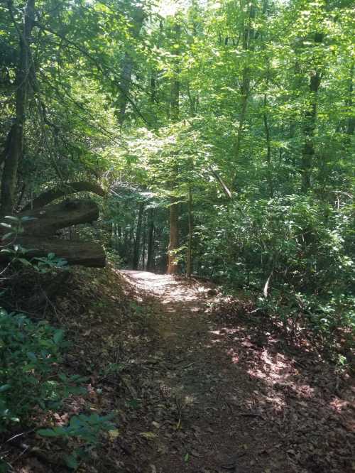 A narrow dirt path winding through a lush, green forest with sunlight filtering through the trees.