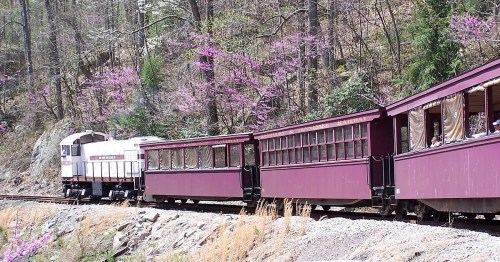 A vintage train with maroon cars travels along a scenic route surrounded by trees and blooming pink flowers.