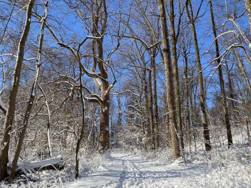 A snowy forest path surrounded by tall trees under a clear blue sky.