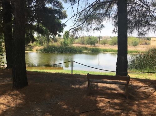 A serene pond surrounded by trees, with a wooden bench in the foreground and lush greenery in the background.