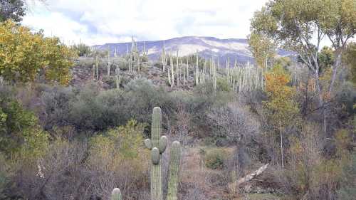 A desert landscape featuring cacti, shrubs, and distant mountains under a cloudy sky.