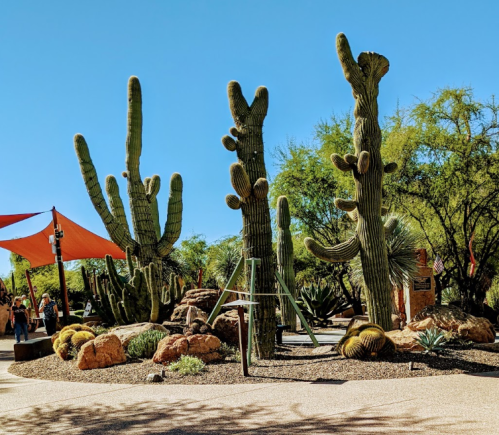 A desert landscape featuring tall cacti, rocky terrain, and green shrubs under a clear blue sky.