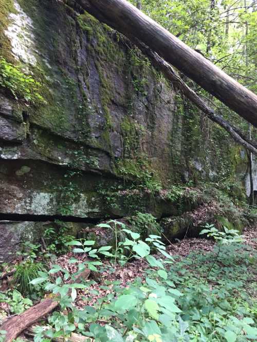 A moss-covered rock face with a fallen tree and lush greenery surrounding it in a forested area.