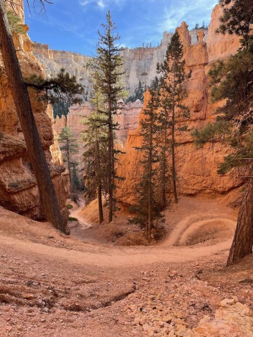 A winding dirt path through a canyon, surrounded by tall pine trees and orange rock formations under a blue sky.