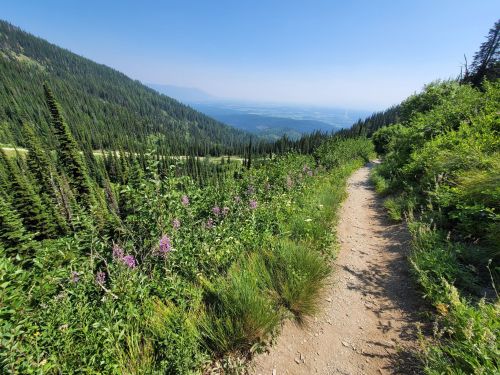 A scenic hiking trail winds through lush greenery and wildflowers, overlooking a valley under a clear blue sky.