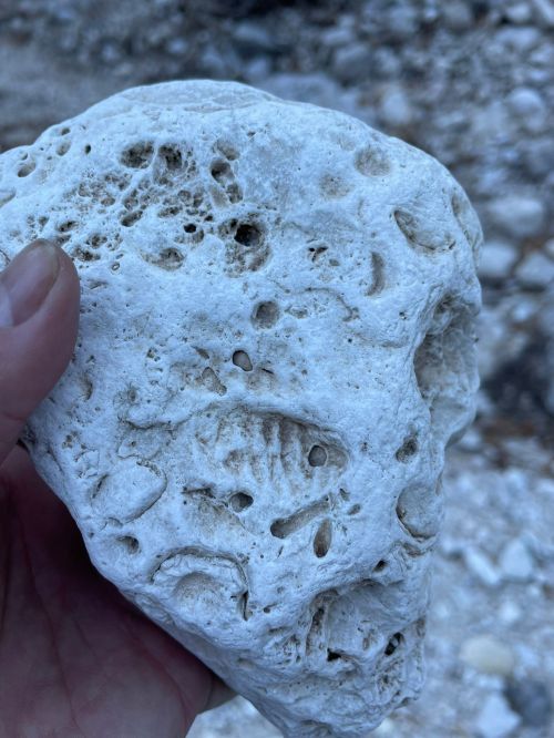 A hand holding a textured, white stone resembling a skull, with visible holes and patterns on its surface.