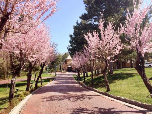 A scenic pathway lined with blooming pink cherry blossom trees, leading to a building in a lush green park.