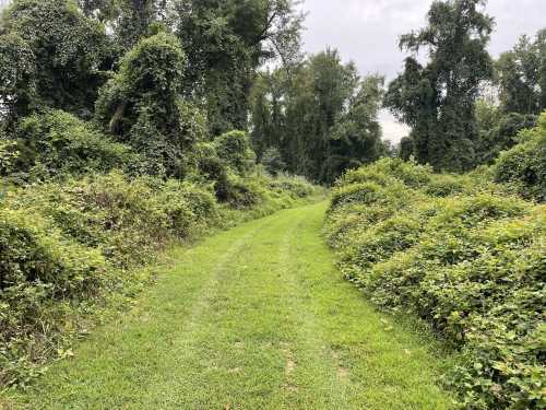 A grassy path winds through dense greenery and trees, surrounded by lush vegetation on both sides.