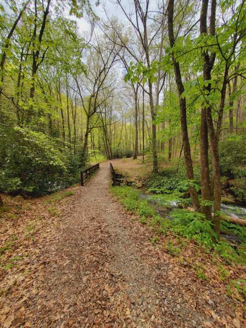 A serene forest path lined with trees, leading to a small wooden bridge over a stream, surrounded by lush greenery.