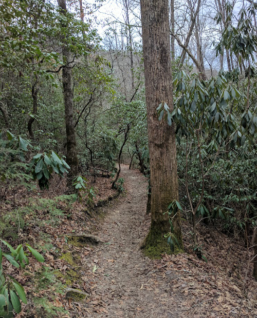 A narrow dirt path winds through a lush green forest with tall trees and dense foliage.