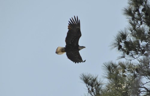 A soaring eagle with outstretched wings glides against a clear sky, framed by pine trees.