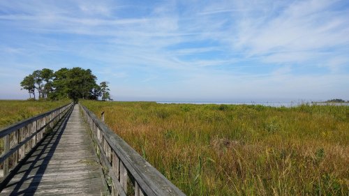 A wooden boardwalk leads through tall grass to a serene water view under a blue sky with wispy clouds.