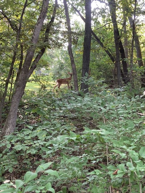 A deer stands among trees and greenery in a forested area, partially hidden by foliage.