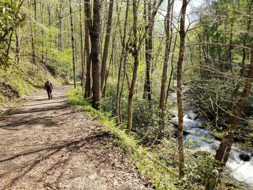 A person walks along a forested trail beside a flowing stream, surrounded by lush green trees and foliage.