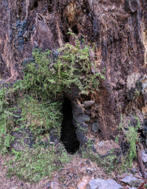 A close-up of a tree trunk with moss and a small hollow opening at its base.