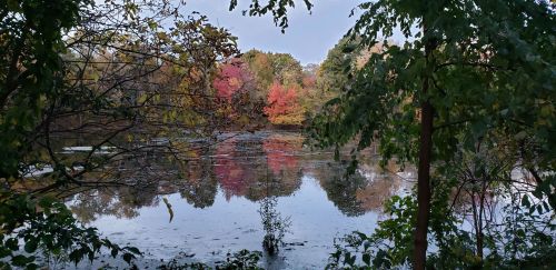 A serene pond surrounded by trees, reflecting vibrant autumn colors in the water.