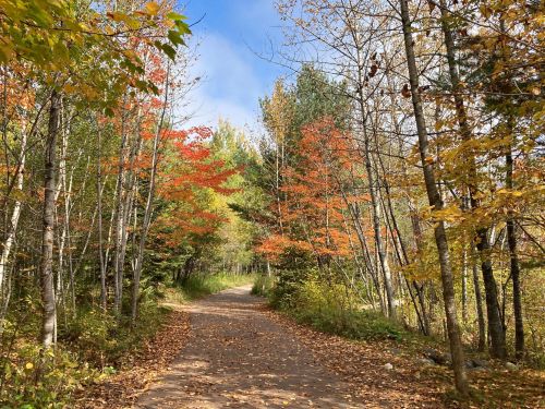 A scenic dirt path surrounded by trees with vibrant autumn leaves in shades of orange and yellow.