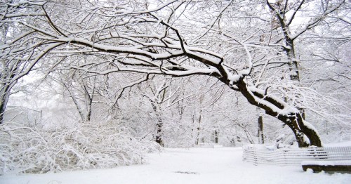 A snow-covered landscape with bare trees and a curved branch, creating a serene winter scene.