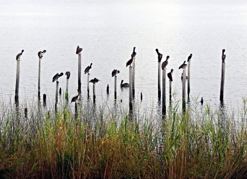 A group of birds perched on wooden posts above calm water, surrounded by tall grass.