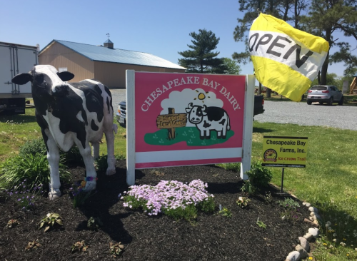 A sign for Chesapeake Bay Dairy features a cartoon cow, flowers, and an "OPEN" flag, with a barn in the background.