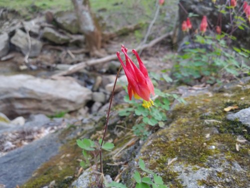A vibrant red columbine flower blooms beside a rocky stream, surrounded by green foliage.