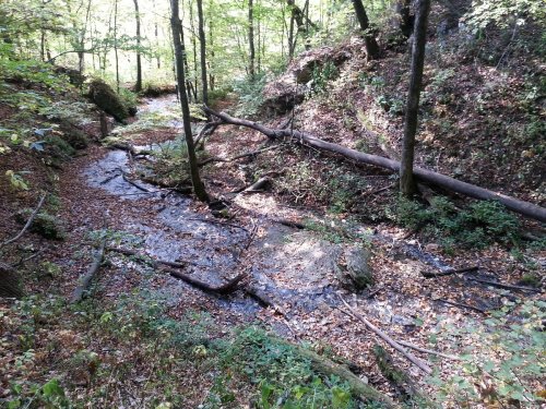A serene forest scene with a winding stream, fallen trees, and a carpet of leaves on the ground.