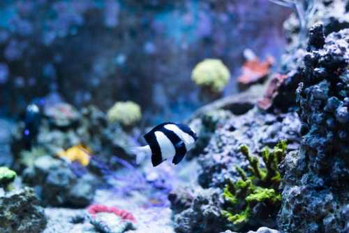 A black and white striped fish swims among colorful coral in a vibrant underwater scene.