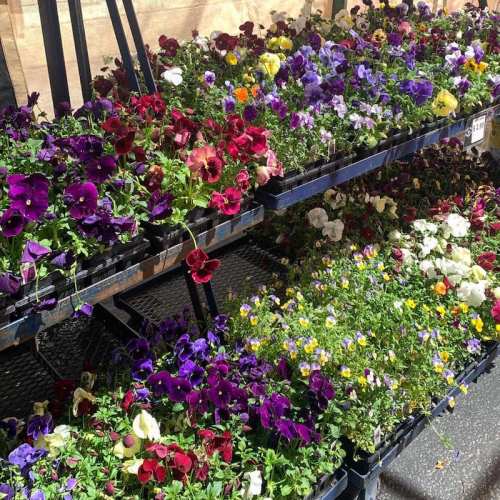 Colorful flower trays filled with vibrant pansies in shades of purple, red, yellow, and white.
