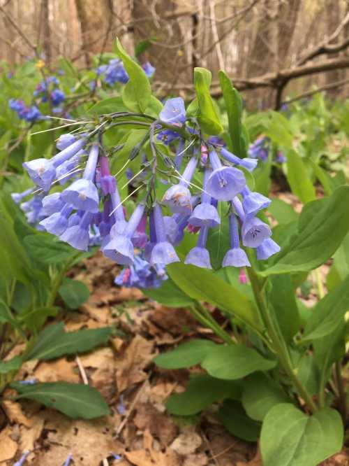 A cluster of delicate bluebell flowers surrounded by green leaves on a forest floor.