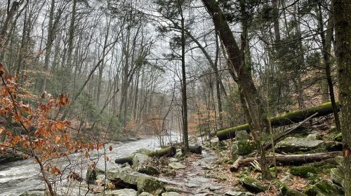 A serene forest scene with a winding river, rocky banks, and trees, set in a misty, overcast atmosphere.