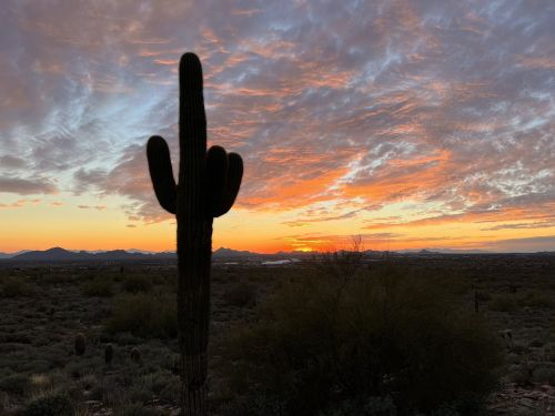 Silhouette of a cactus against a vibrant sunset with colorful clouds over a desert landscape.