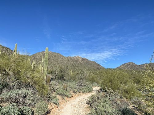 A winding dirt path through a desert landscape with cacti and mountains under a clear blue sky.