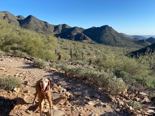 A happy dog stands on a rocky trail with desert mountains and cacti in the background under a clear blue sky.