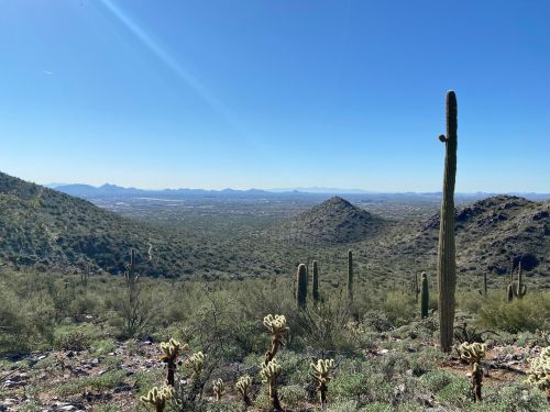 A desert landscape with cacti, rolling hills, and a clear blue sky in the background.