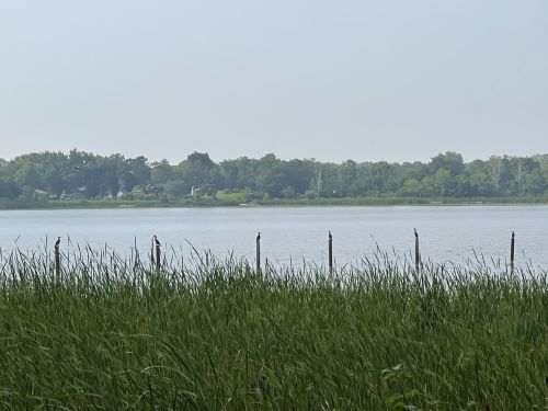 A calm lake surrounded by tall grass, with trees and houses visible in the background under a hazy sky.