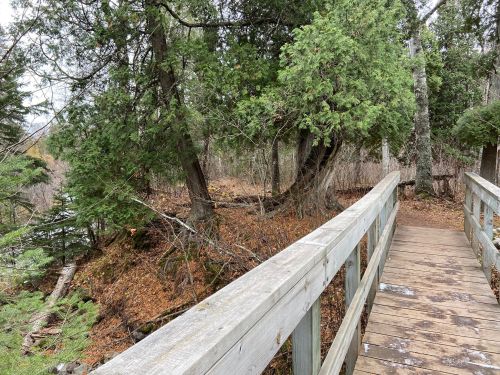 A wooden walkway surrounded by trees and foliage, leading through a natural landscape.