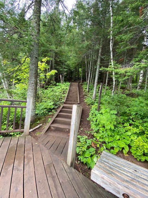 A wooden staircase leads through a lush green forest, surrounded by trees and foliage.